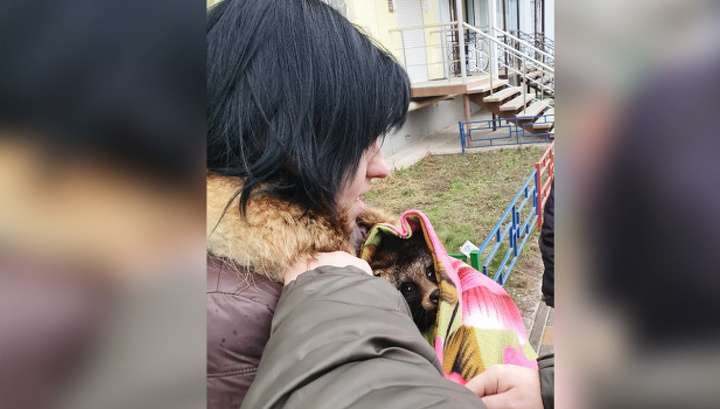 Воронежская семья приютила уссурийскую лису, приняв ее за енота